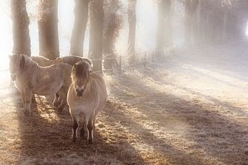 Chevaux en hiver dans la prairie dans le brouillard sur Bas Meelker