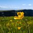Boterbloem