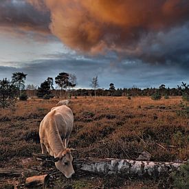 Wild grazende runderen onder spannende lucht van BHotography