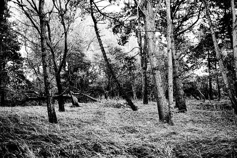 Coarse trunks grow out of the undulating grass by MICHEL WETTSTEIN