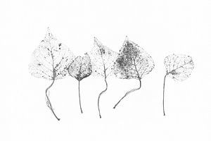 Grafik Botanisches Japandi 2 Basic