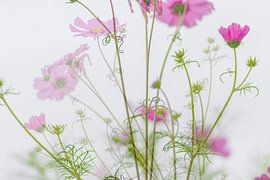 Sommer von Frank Lavooij