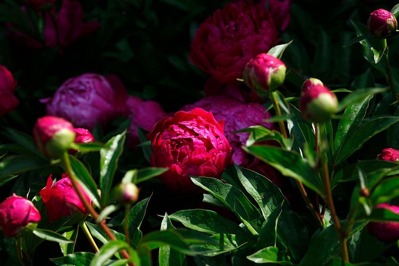 Peonies by Thomas Jäger