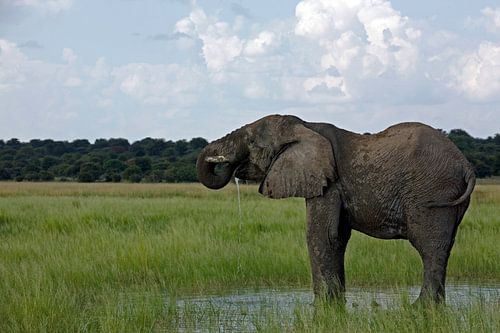 Le buveur - Eléphant d'Afrique à l'est d'Etosha
