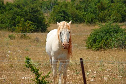 cheval rose solitaire dans la prairie