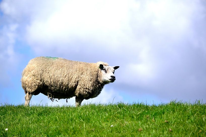 Schaap by Arno-Jan Boere