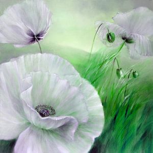 Weißer Mohn
