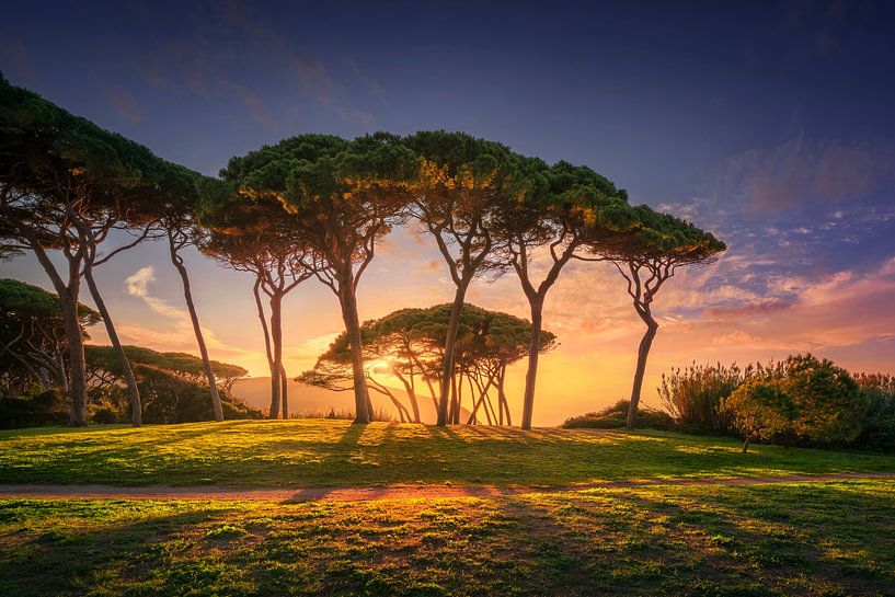 Piniengruppe in der Nähe von Meer und Strand. Baratti, Toskana. von Stefano Orazzini