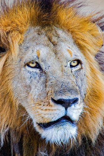 Leeuw portret