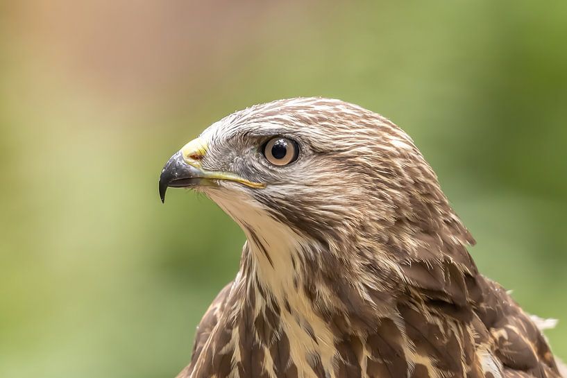 Buzzard, Buteo buteo. Portrait. by Gert Hilbink