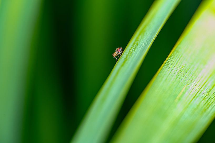 Mini-mouche dans les roseaux par Kees Goethart