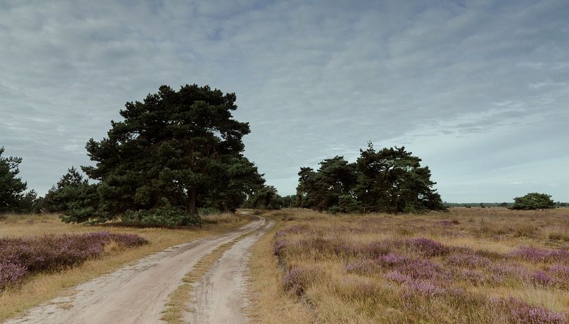 Strabrechtse Heide 125 by Deshamer