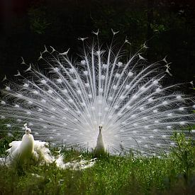 White peacock by John Leeninga