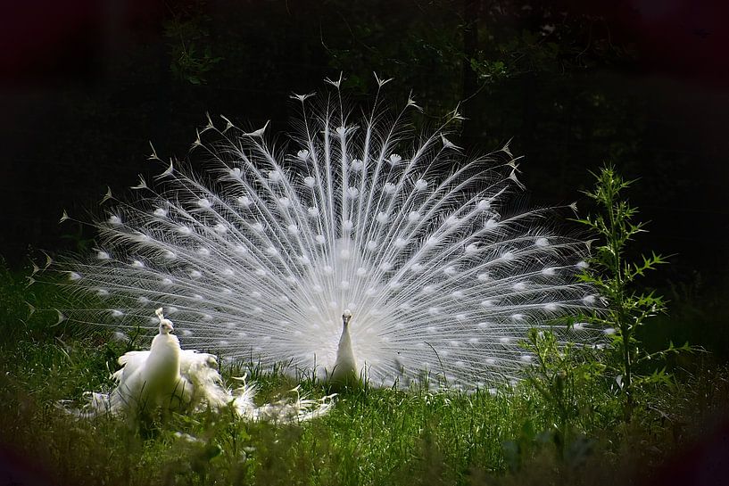 Weißer Pfau von John Leeninga