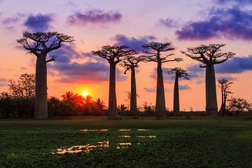 Baobabs aan het einde van de dag van Dennis van de Water