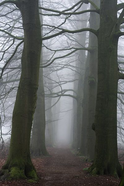 Mysterious misty lane by Thomas Jansen