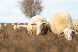 Actually, we are quite nice by Soekardjo Photography