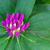 Rhododendronblüte in pink von Katrin May