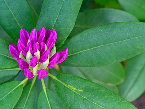 Roze rododendronbloesem
