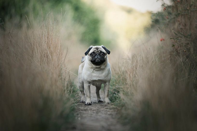 Mops auf einem Weg, zwischen hohen Gräsern, in der Nähe des Waldes von Elisabeth Vandepapeliere
