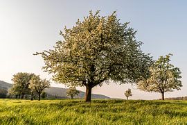 Arbres fruitiers en fleurs dans la lumière du matin sur Conny Pokorny