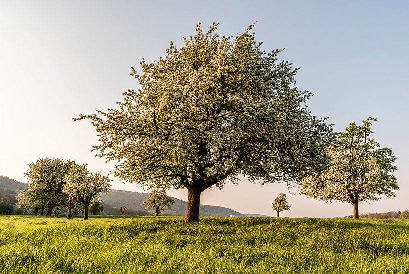 Blossoming fruit trees in the morning light by Conny Pokorny