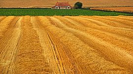 Oogsttijd sur Harrie Muis