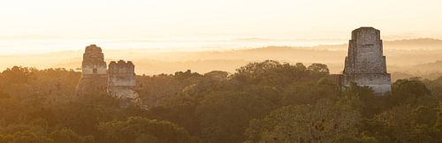 Tikal panorama bij gouden zonsopkomst