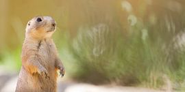 Prairie panorama 2 by Dagmar Hijmans