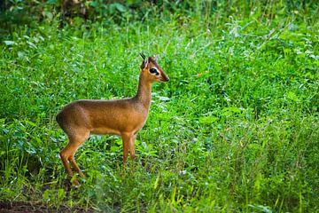 Kirk's dijk-dik - is een kleine antilope afkomstig uit Oost-Afrika op een groene achtergrond, zonson van Michael Semenov