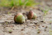 Een prachtig herfst stilleven