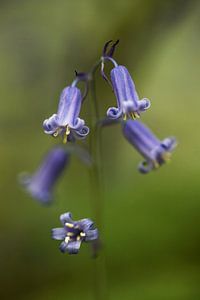 the blue wood hyacinth van Koen Ceusters