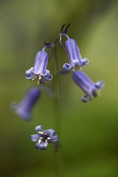 the blue wood hyacinth