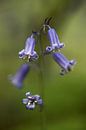 the blue wood hyacinth van Koen Ceusters thumbnail