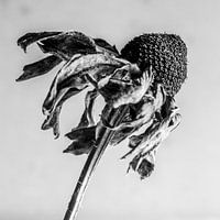 Botanical portrait