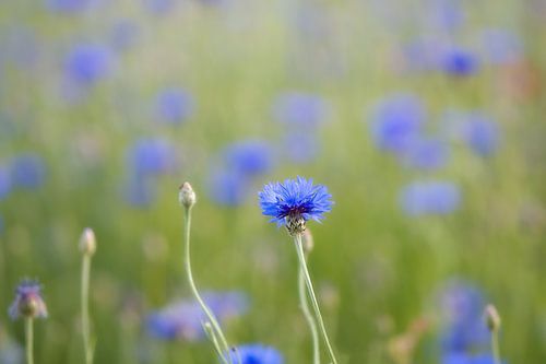 Bleuets I sur Jessica Berendsen