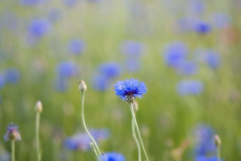 Korenbloemen I van Jessica Berendsen