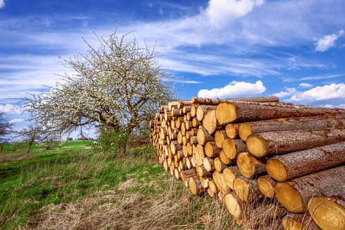 Paysage en Bavière avec un arbre en fleurs au printemps