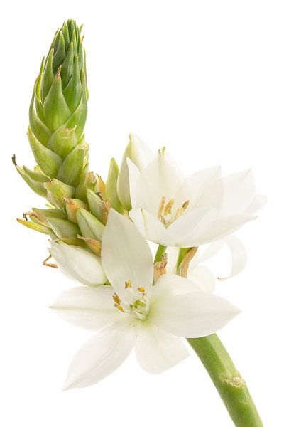 Southern wind lily / Ornithogalum thyrsoides by Tanja van Beuningen