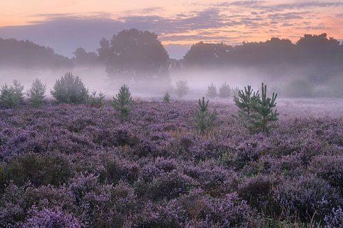 Mystical morning atmosphere in the Brunssumer Heide - A purple sea of flowers in the morning mist