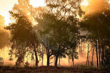 Zonlicht en mist in het herfstbos van Jenco van Zalk