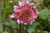 Zomaar langs en steegje stond deze dahlia