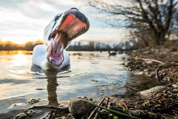 Cygne tuberculé, Cygnus olor sur Beschermingswerk voor aan uw muur