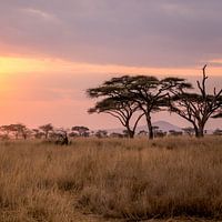 Serengeti