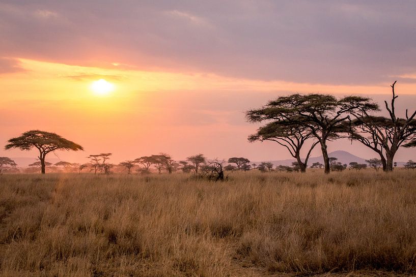 Zonsondergang in de Serengeti van Julian Buijzen