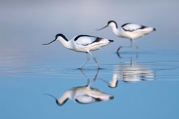 Sabelbek (Recurvirostra avosetta)