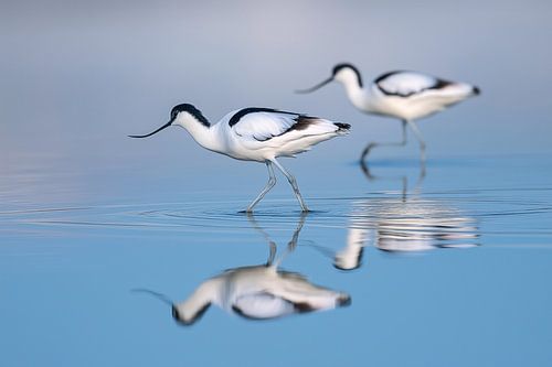 Sabelbek (Recurvirostra avosetta)