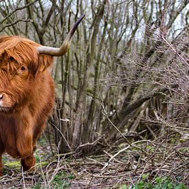 Schottischer Highlander in Dünen  von Michel Heerkens