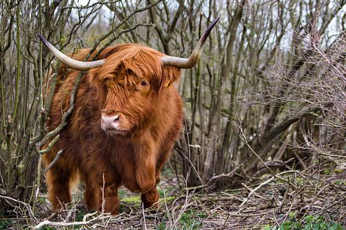 Schottischer Highlander in Dünen 