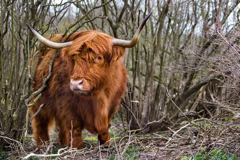 Schottischer Highlander in Dünen  von Michel Heerkens